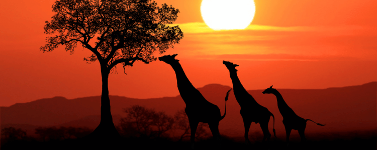 Luna de miel en África