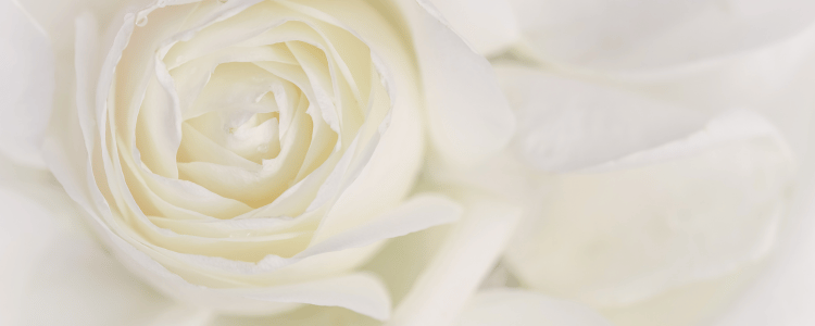 Ramos de novia con rosas