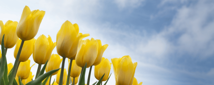 Ramos de novia con tulipanes